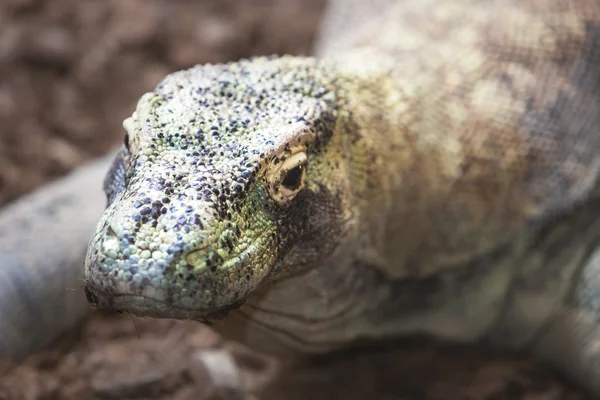 Dragão de Komodo — Fotografia de Stock