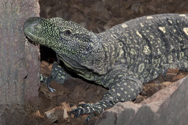 Varanus salvadorii — Stockfoto