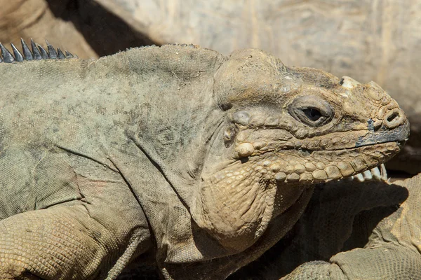 Rinoceronte iguana — Foto Stock