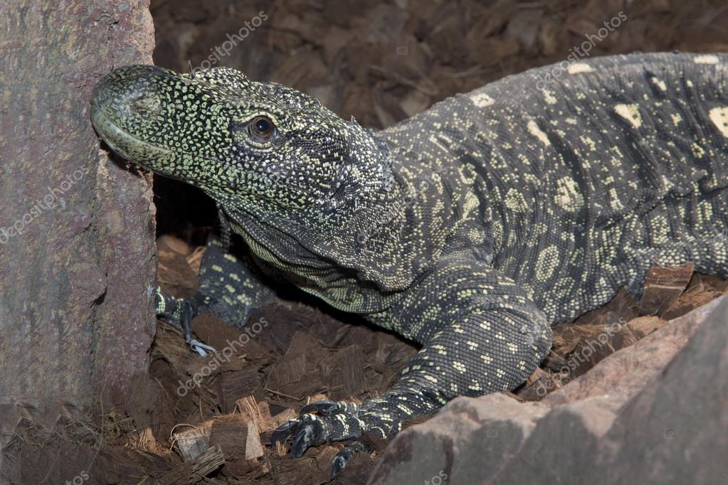 Varanus Salvadorii Stock Photo C Heritagepics Varanus Salvadorii Stock Photo C Heritagepics