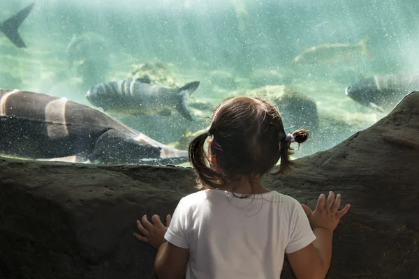 Peuter meisje een bezoek aan een aquarium met rivieren — Stockfoto