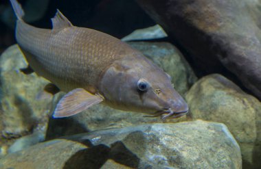 Luciobarbus Bocagei, Barbo comun ya da sıradan Barbel. Extremadura, İspanya 'nın otonom balık faunası.