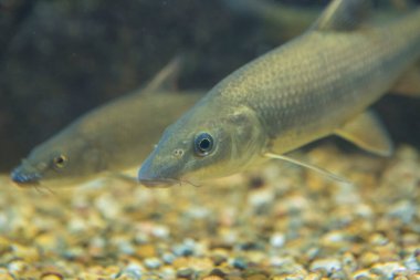 Luciobarbus Bocagei, Barbo comun ya da sıradan Barbel. Extremadura, İspanya 'nın otonom balık faunası.