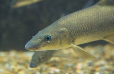 Luciobarbus Bocagei, Barbo comun ya da sıradan Barbel. Extremadura, İspanya 'nın otonom balık faunası.
