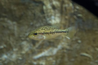 Büyük ağızlı levrek, siyah levrek, ya da Micropterus nigrican. Extremadura, İspanya 'nın balık çiftliği.