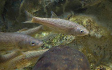 Squalius pyrenaicus, Güney İberya chub veya cacho. Extremadura, İspanya 'nın otonom balık faunası.