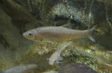 Squalius pyrenaicus, Güney İberya chub veya cacho. Extremadura, İspanya 'nın otonom balık faunası.
