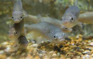 Squalius pyrenaicus, Güney İberya chub veya cacho. Extremadura, İspanya 'nın otonom balık faunası.