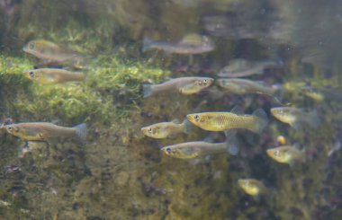 Doğu sivrisineği ya da gambusia. Extremadura, İspanya 'nın balık çiftliği.
