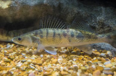 Zander, lucioperca veya Sander lucioperca. Extremadura, İspanya 'nın balık çiftliği.