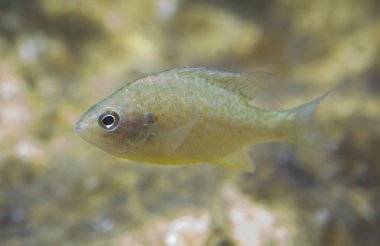 Kabak tohumu, Lepomis gibbosus o percasol. Extremadura, İspanya 'nın balık çiftliği.