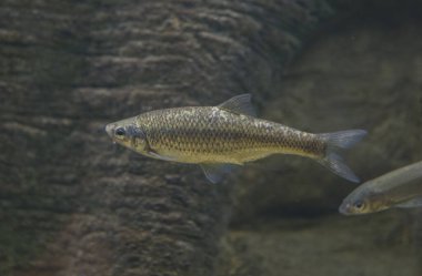 İberokondrostoma lemmingii, pardilla ya da İber kemer ağızlı nase. Extremadura, İspanya 'nın otonom balık faunası.