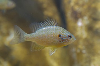 Kabak tohumu, Lepomis gibbosus o percasol. Extremadura, İspanya 'nın balık çiftliği.