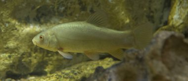 Tench, doktor balığı, Tinca tinca, tenka. Extremadura, İspanya 'nın otonom balık faunası.