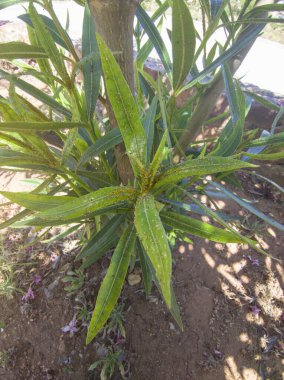 Oleander sarı yaprak bitleriyle istila edilmiş. Bu tür çalılıklarda çok yaygın bir zarardır.
