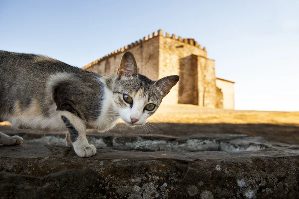 Тентудийская кошка — стоковое фото