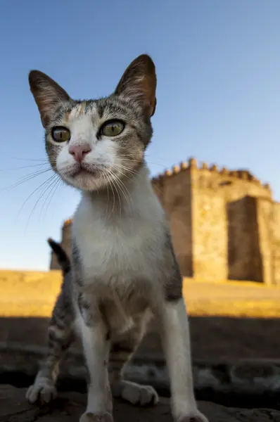 Тентудийская кошка — стоковое фото