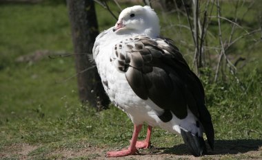 telli siyah arka plan üzerinde izole vinç