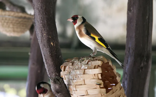 Grúa demoiselle aislada sobre fondo negro —  Fotos de Stock