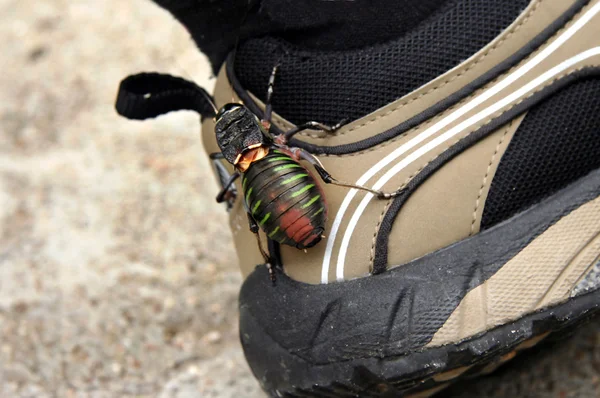 Grande bug em minhas botas de caminhada — Fotografia de Stock