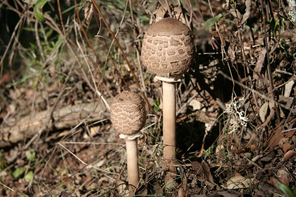 Fermer jeune parasol champignon — Photo