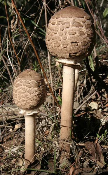 Nauwe jonge grote parasolzwam — Stockfoto