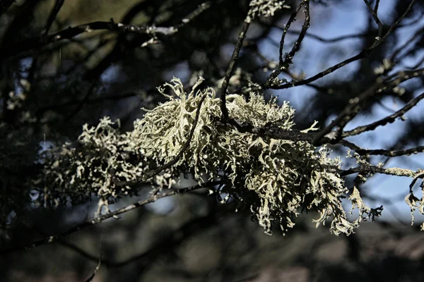 Branche couverte de lichen suspendu — Photo