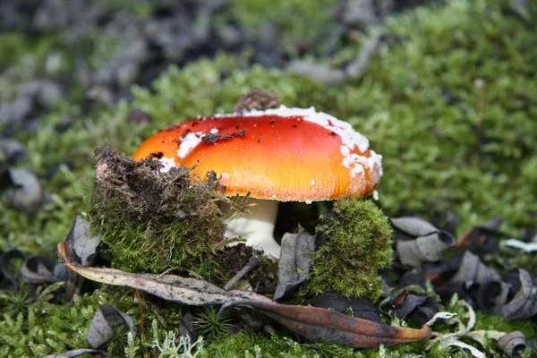 Agaric paddestoel kiemen — Stockfoto