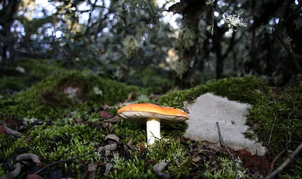 Brotos de cogumelos agáricos — Fotografia de Stock