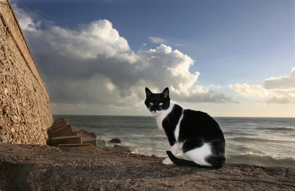 Солнечный бродячий кот, Кадис — стоковое фото