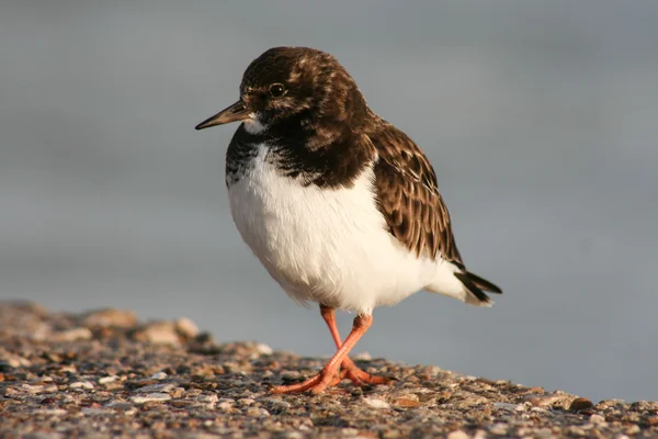 Pirospozsgás turnstone, Cadiz, Spanyolország — Stock Fotó