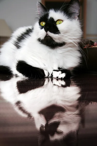 흑인과 백인 남성 고양이 발견 — 스톡 사진