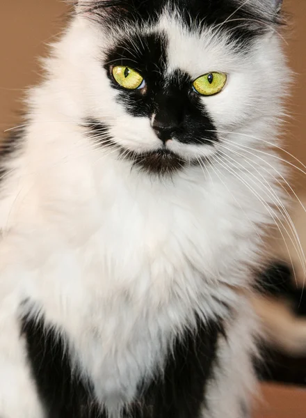 Gevlekte zwarte en witte mannelijke kat — Stockfoto