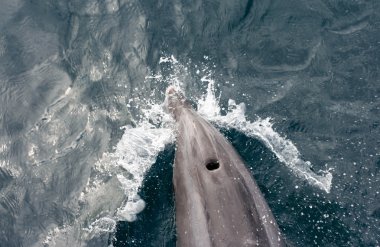 Dolphin bubbles. Strait of Gibraltar area, Tarifa, Spain clipart