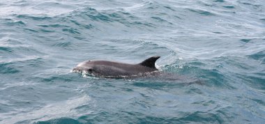 Bize yanında Yüzme