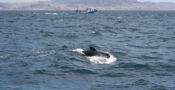 Balena pilota e barca da pesca — Foto Stock