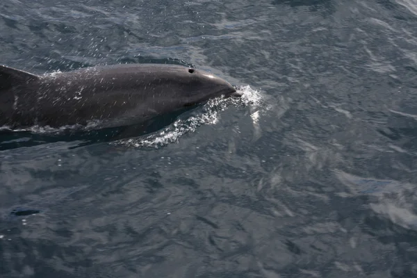 Delfin buborék. A Gibraltári-szorosban található, Tarifa, Spanyolország — Stock Fotó