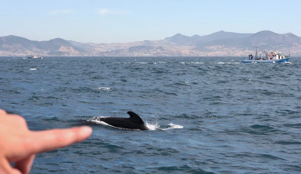 Pointing the pilot whale