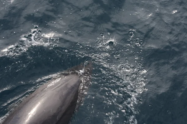 海豚的泡沫。直布罗陀海峡地区，Tarifa 西班牙 — 图库照片