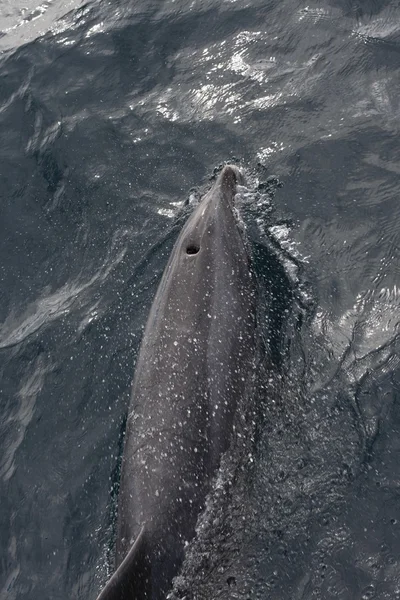 海豚的泡沫。直布罗陀海峡地区，Tarifa 西班牙 — 图库照片