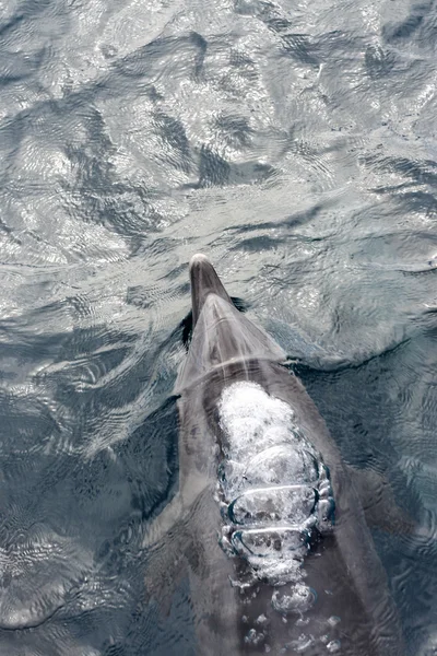 Dolphin bubbles. Strait of Gibraltar area, Tarifa, Spain — Stock Photo, Image