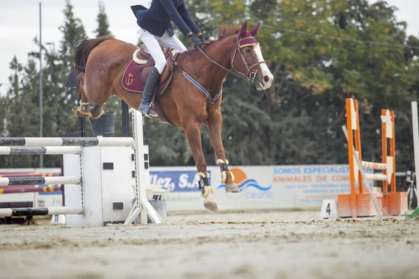 Desembarco de caballos después de superar el obstáculo en el salto de caballos compe — Foto de Stock