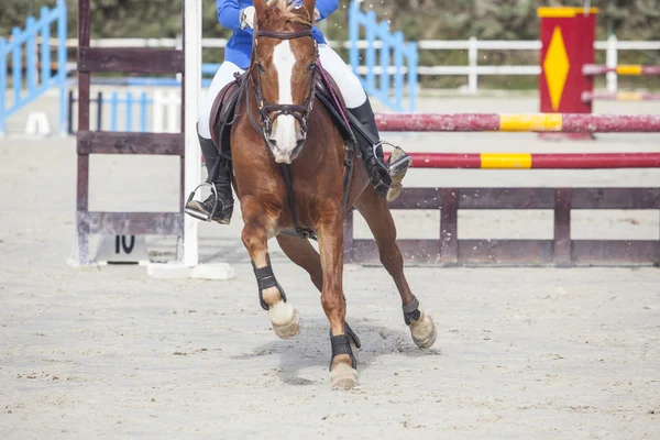 Cavalo trote após ultrapassar o obstáculo — Fotografia de Stock