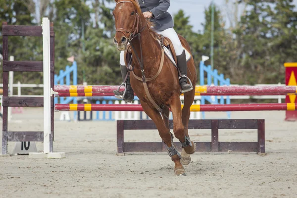 Cavalo trote após ultrapassar o obstáculo — Fotografia de Stock