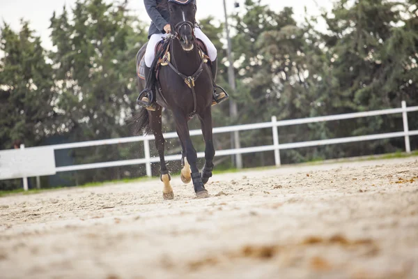 Iniciando a corrida antes de ultrapassar o obstáculo em jumpin cavalo — Fotografia de Stock