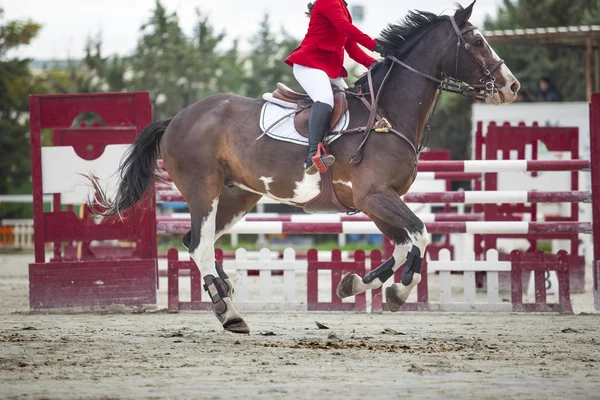 Trotting before overtaking the obstacle at horse jumping competi — Stock Photo, Image