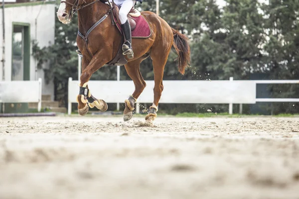 Comenzar la carrera antes de superar el obstáculo en el salto de caballo —  Fotos de Stock