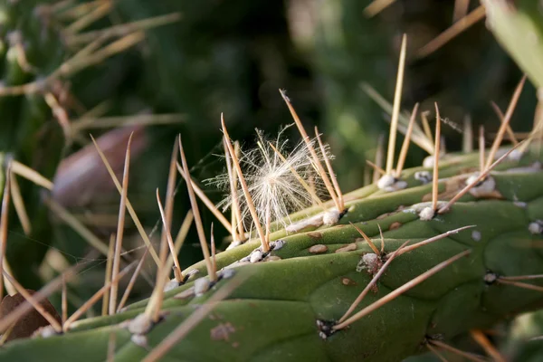 Maskros fångade mellan törnekrona av en kaktus — Stockfoto