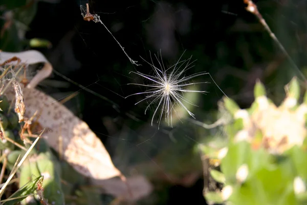 在蜘蛛网线之间捕捉的 dandelion — 图库照片