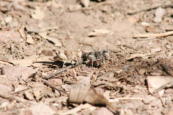 Par de saltamontes posados sobre el área llana seca — Foto de Stock